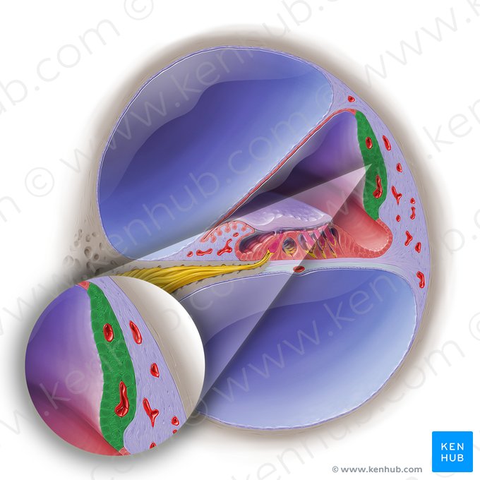 Stria vascularis of cochlear duct (Stria vascularis ductus cochlearis); Image: Paul Kim