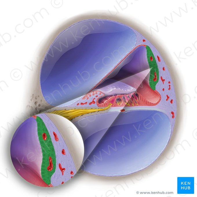 Estría vascular del conducto coclear (Stria vascularis ductus cochlearis); Imagen: Paul Kim