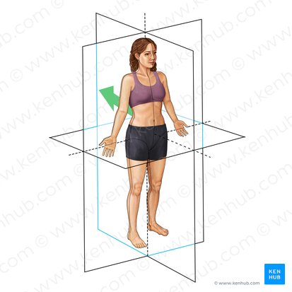 Posterior (Hinten); Bild: Irina Münstermann