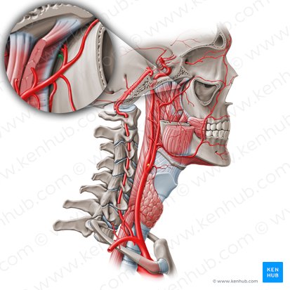 Rama faríngea de la arteria maxilar (Ramus pharyngeus arteria maxillaris); Imagen: Paul Kim