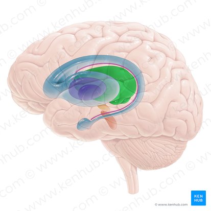 Thalamus; Image: Paul Kim