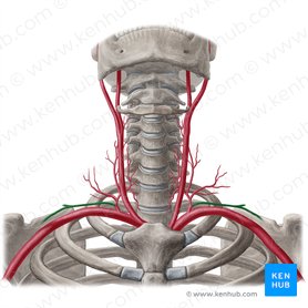 Arteria supraescapular (Arteria suprascapularis); Imagen: Yousun Koh
