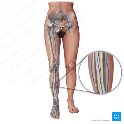 Posterior tibial vein (Vena tibialis posterior); Image: Paul Kim