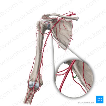 Circumflex scapular artery (Arteria circumflexa scapulae); Image: Yousun Koh