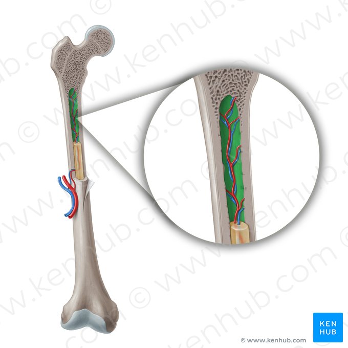 Medullary cavity (Cavitas medullaris); Image: Paul Kim