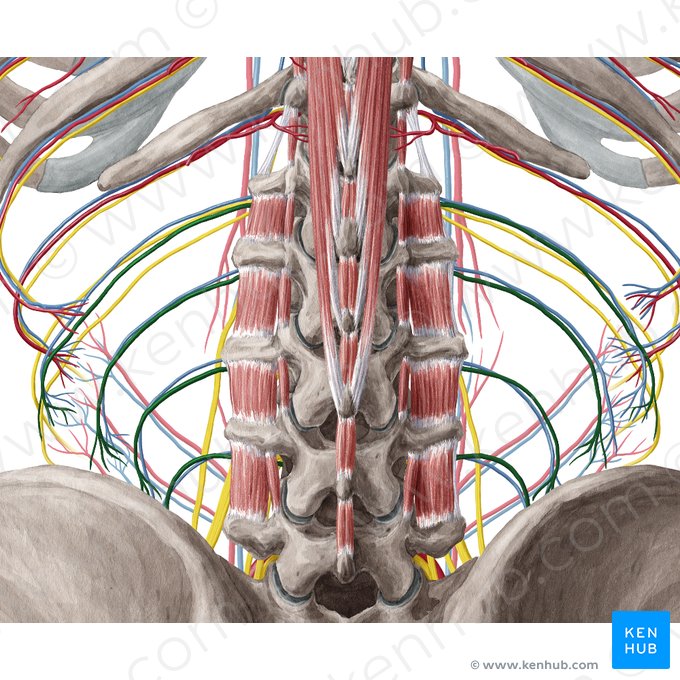 Artérias lombares (Arteriae lumbales); Imagem: Yousun Koh