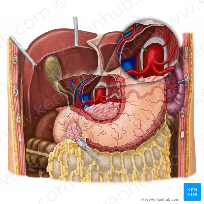 Right inferior phrenic artery (Arteria phrenica inferior dextra); Image: Irina Münstermann