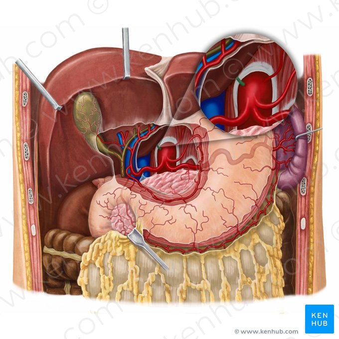 Arteria phrenica inferior dextra (Rechte untere Zwerchfellarterie); Bild: Irina Münstermann