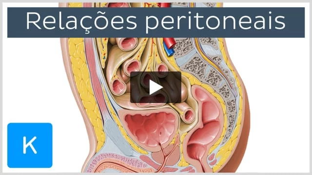 Peritônio e cavidade peritoneal: Anatomia e Função