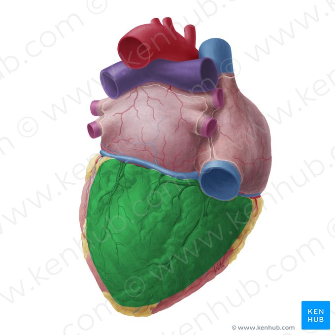 Inferior surface of heart (Facies inferior cordis); Image: Yousun Koh