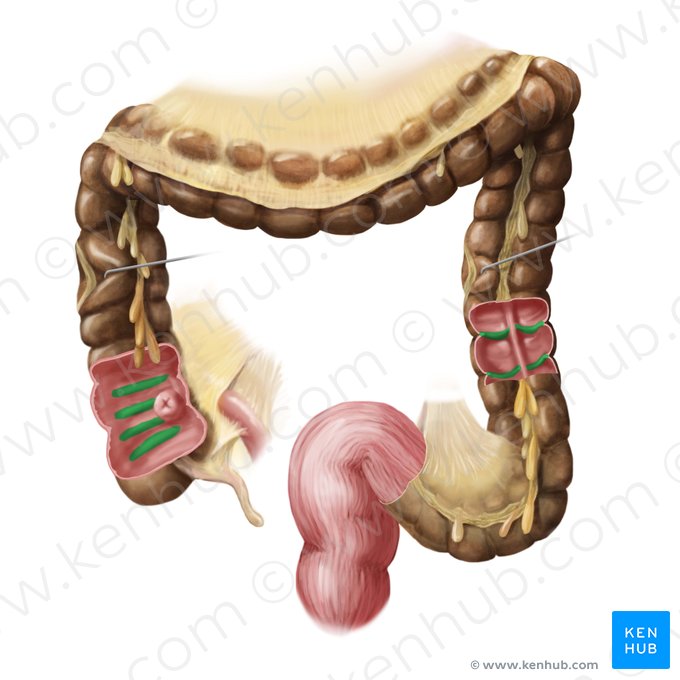 Pliegues semilunares (Plicae semilunares coli); Imagen: Begoña Rodriguez