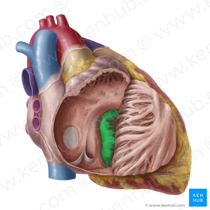 Valve atrioventriculaire droite (Valva atrioventricularis dextra); Image : Yousun Koh