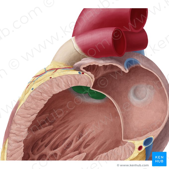 Valva aortae (Aortenklappe); Bild: Yousun Koh