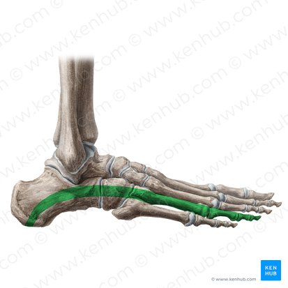 Longitudinal arch of foot (Arcus pedis longitudinalis); Image: Liene Znotina