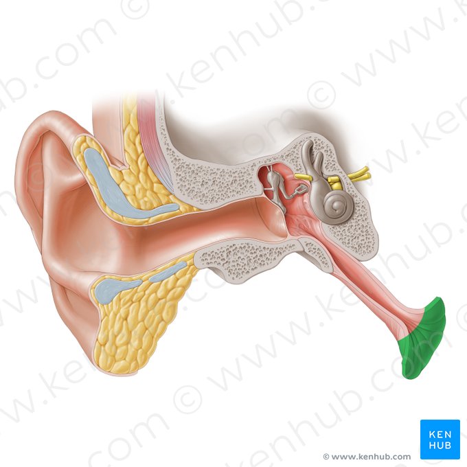 Orificio faríngeo de la tuba auditiva (Ostium pharyngeum tubae auditivae); Imagen: Paul Kim