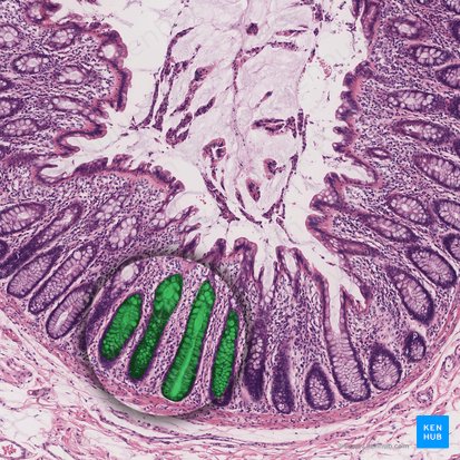 Cripta intestinal (de Lieberkühn) (Crypta intestinalis); Imagem: 