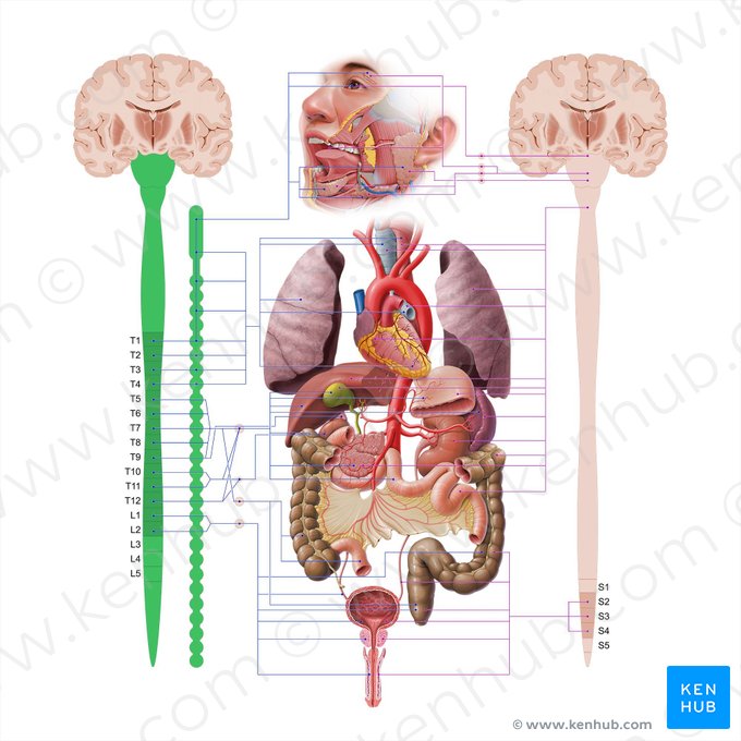 Sistema nervoso simpático (Systema nervosum sympathicum); Imagem: Paul Kim