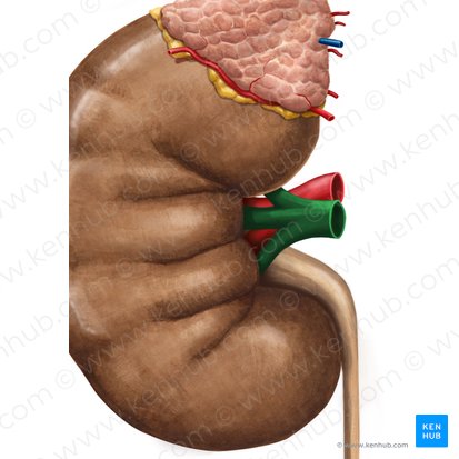 Renal vein (Vena renalis); Image: Irina Münstermann