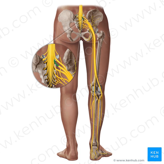 Nervio espinal S1 (Nervus spinalis S1); Imagen: Irina Münstermann