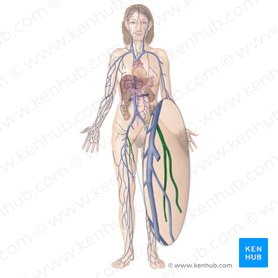 Major arteries, veins and nerves of the body: Anatomy | Kenhub