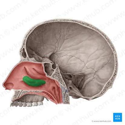 Concha nasal inferior (Concha nasalis inferior); Imagem: Yousun Koh