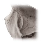 Lacrimal bone