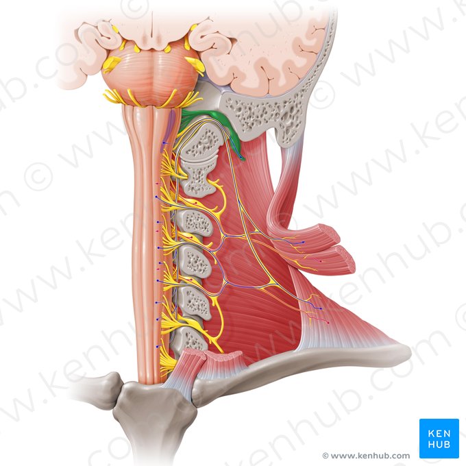 Vagus nerve (Nervus vagus); Image: Paul Kim