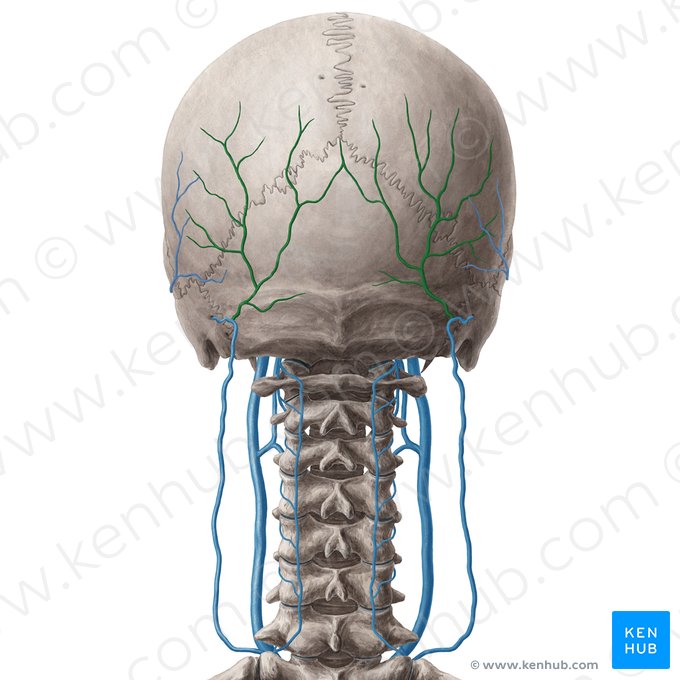 Vena occipital (Vena occipitalis); Imagen: Yousun Koh