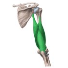 Triceps brachii muscle