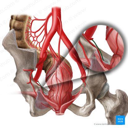 Left obturator artery (Arteria obturatoria sinistra); Image: Begoña Rodriguez