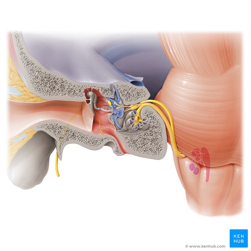 Anatomía del sistema vestibular