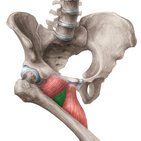 Musculus adductor brevis