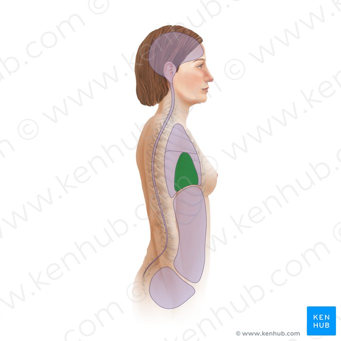 Mediastino médio (Mediastinum medium); Imagem: Paul Kim