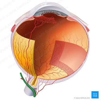 Ophthalmic artery (Arteria ophthalmica); Image: Paul Kim