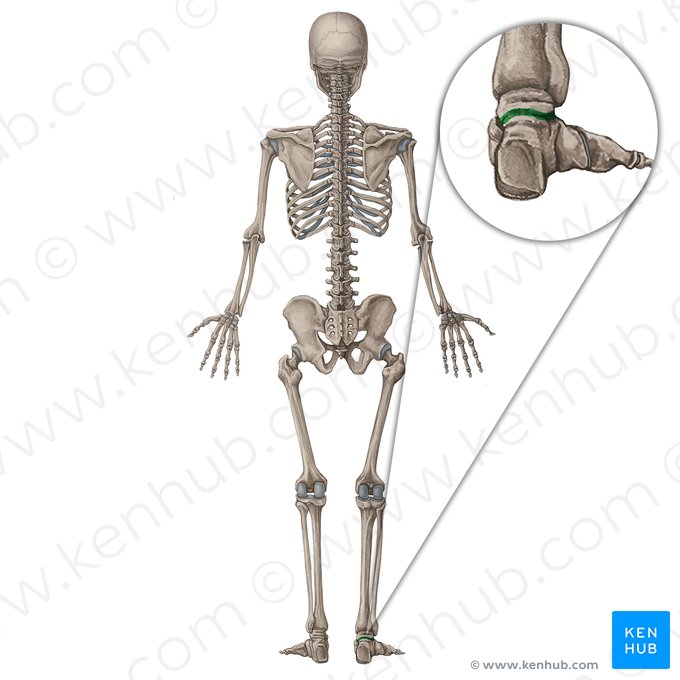 Articulation subtalaire (Articulatio subtalaris); Image : Irina Münstermann