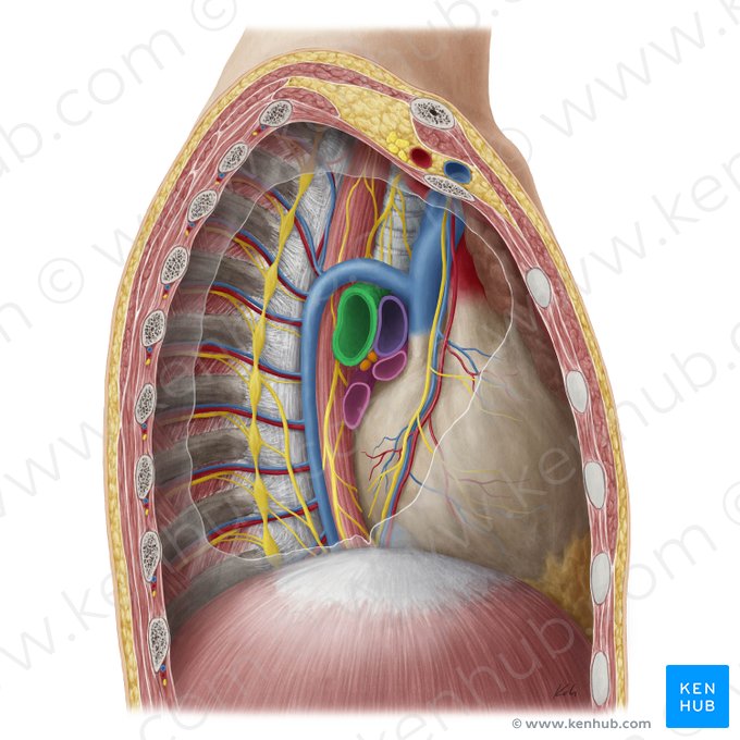 Bronchus principalis dexter (Rechter Hauptbronchus); Bild: Yousun Koh