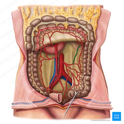 Ascending branch of left colic artery (Ramus ascendens arteriae colicae sinistrae); Image: Irina Münstermann