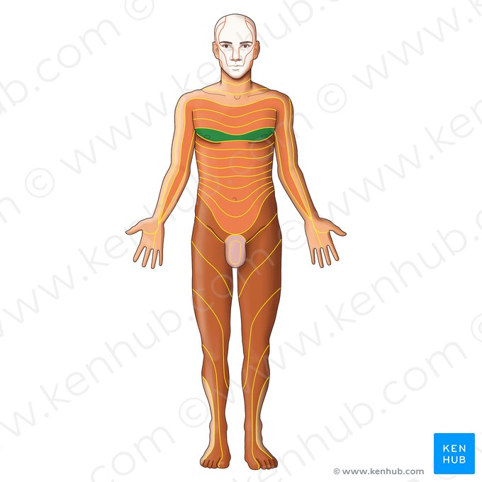 Dermátomo T4 (Dermatoma T4); Imagem: Irina Münstermann