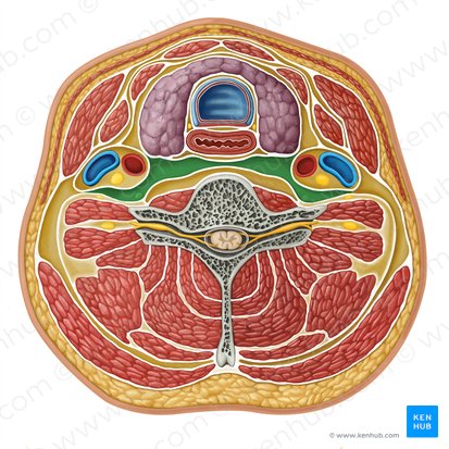 Compartimento retrofaríngeo (Compartimentum retropharyngeum); Imagem: Irina Münstermann