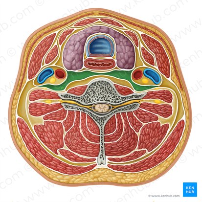 Compartimento retrofaríngeo (Compartmentium retropharyngeum); Imagem: Irina Münstermann