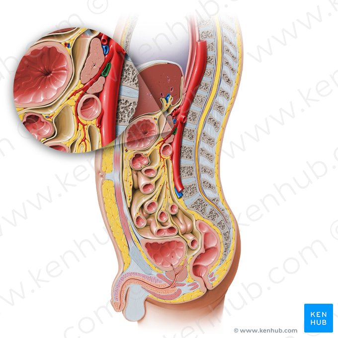 Left renal vein (Vena renalis sinistra); Image: Paul Kim