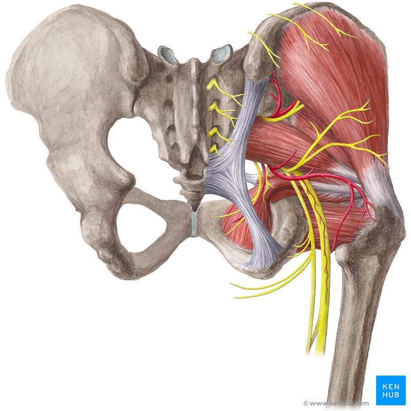 Hip and thigh - posterior view.