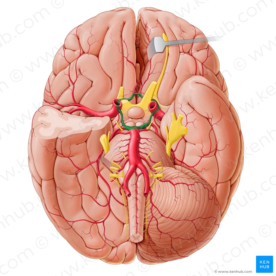 Blood supply to the brain: Anatomy of cerebral arteries | Kenhub