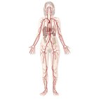 Artérias do sistema cardiovascular