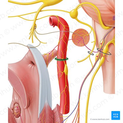 Carotid canal (Canalis caroticus); Image: Paul Kim