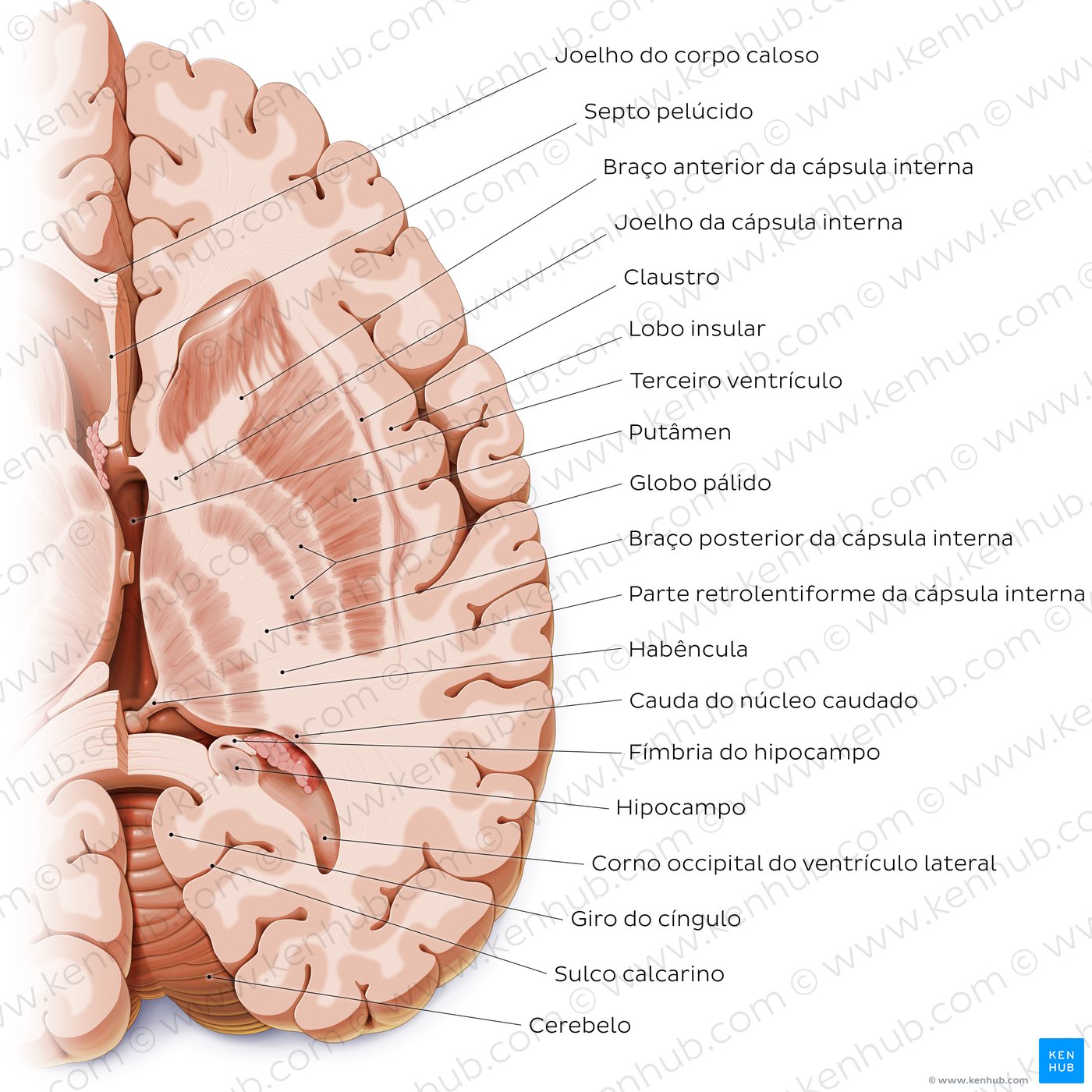 Horizontal section of the brain: Section B