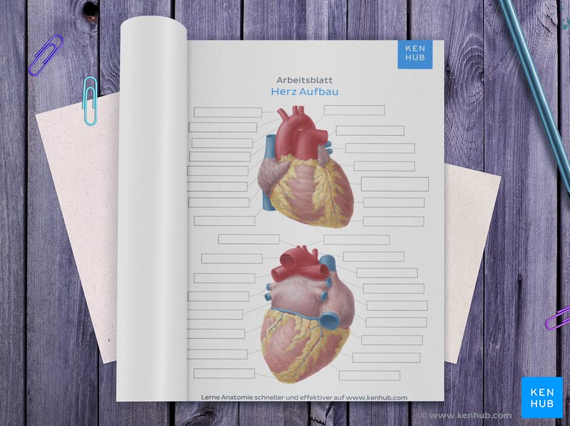 Arbeitsblatt: Herz unbeschriftet zum selbstausfüllen als PDF Download unten