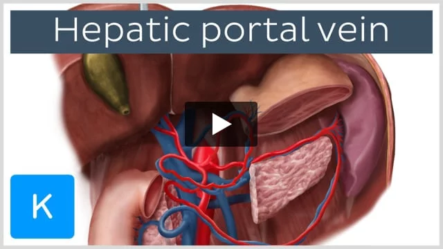 Hepatic portal vein: Anatomy, function, clinical points | Kenhub