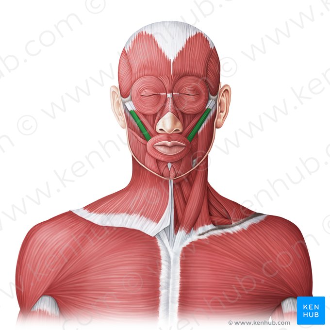 Músculo zigomático maior (Musculus zygomaticus major); Imagem: Irina Münstermann