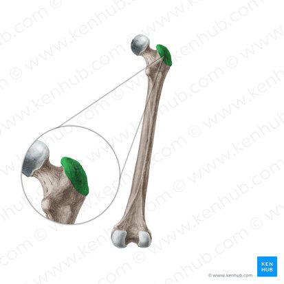 Greater trochanter of femur (Trochanter major ossis femoris); Image: Liene Znotina